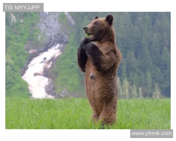 亚特兰特与美洲狮的激烈对决揭示足球战术与团队精神的完美结合